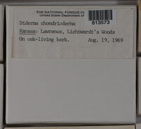 Diderma chondrioderma image